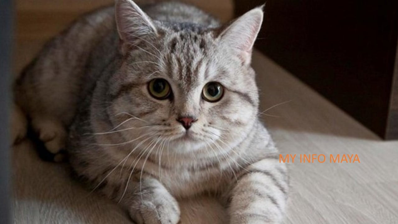 Kucing Rumi Rupa-Rupanya Ini Sebab Rasulullah Sukakan Kucing (Dari Sudut Sains ...